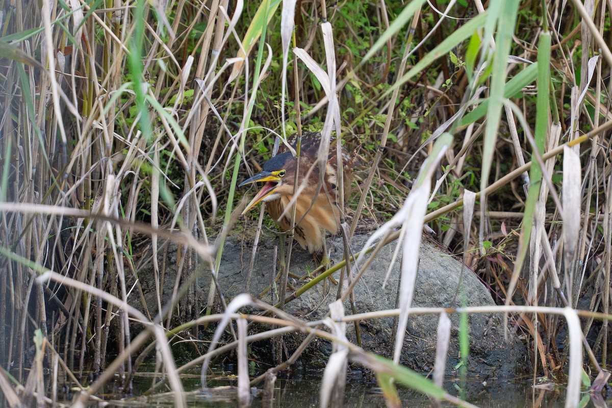 אנפית מזרחית - ML645713645