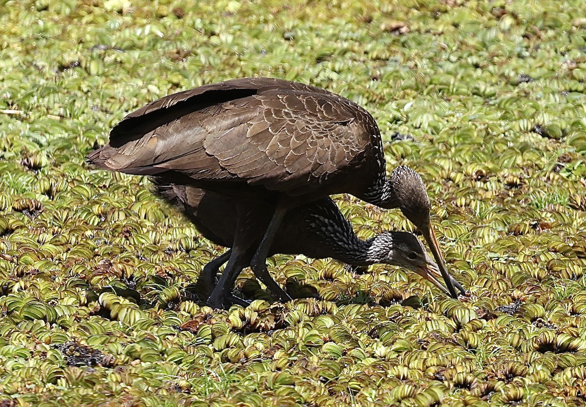 Limpkin - ML645713651
