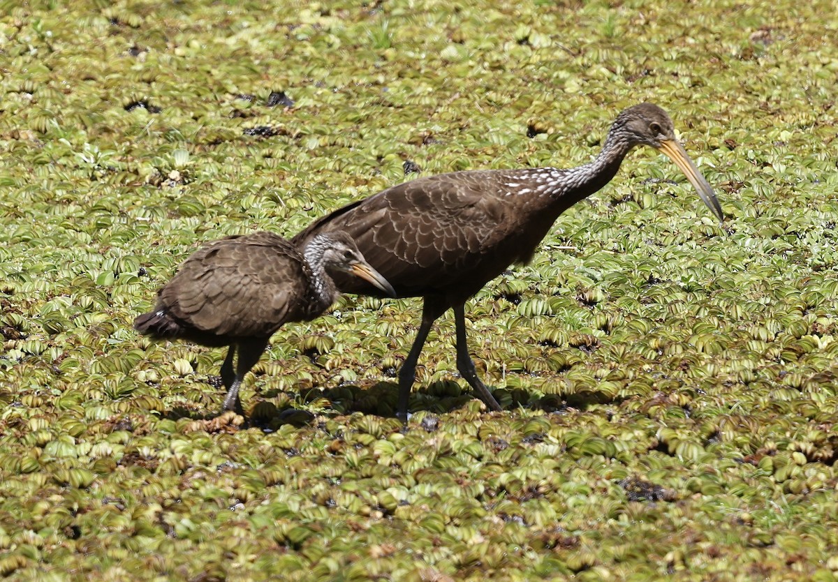 Limpkin - ML645713653