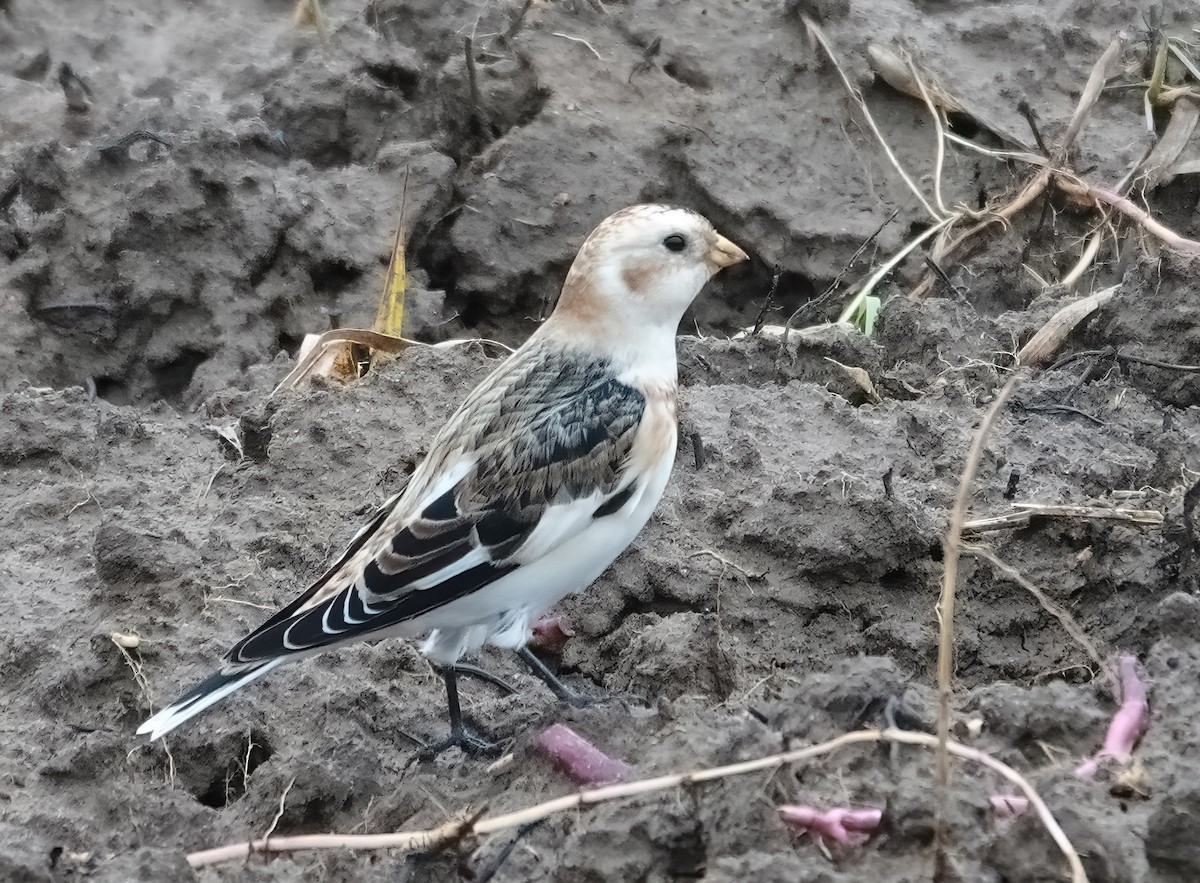 Snow Bunting - ML645713658
