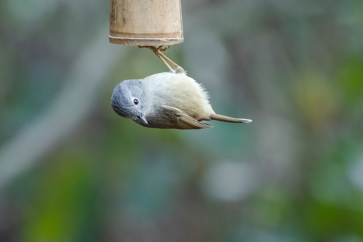 David's Fulvetta - ML645713660