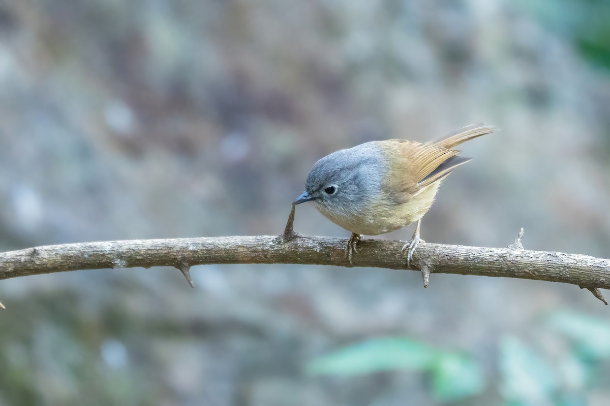 David's Fulvetta - ML645713661