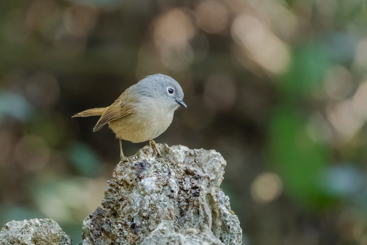 David's Fulvetta - ML645713662