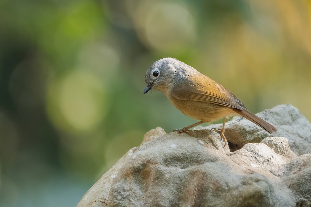 David's Fulvetta - ML645713663