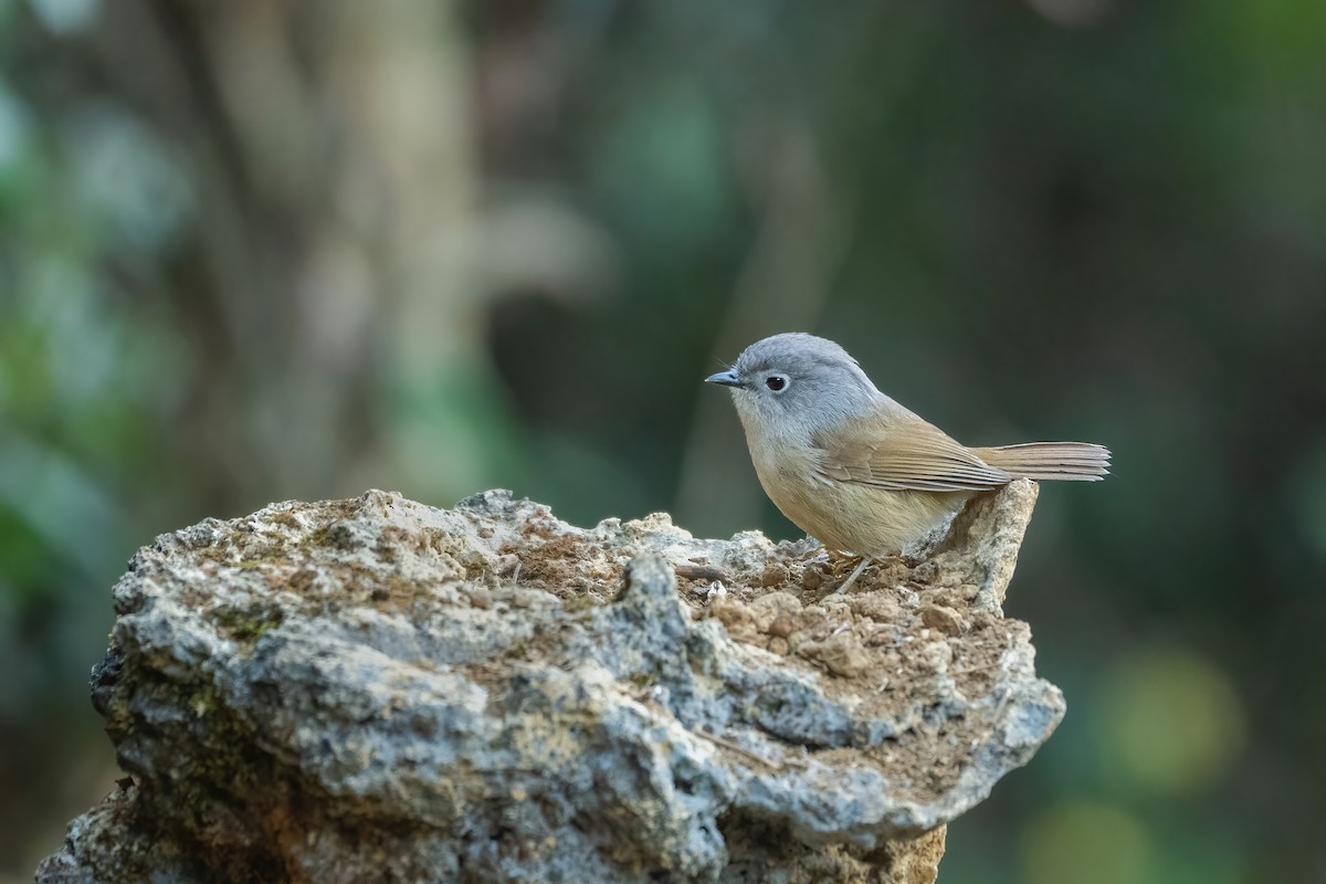 David's Fulvetta - ML645713664