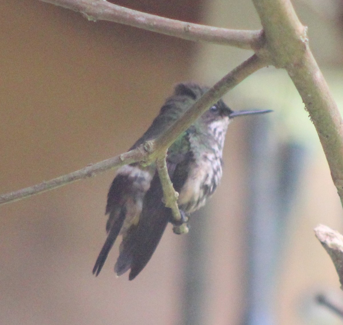 Festive Coquette - ML645713673