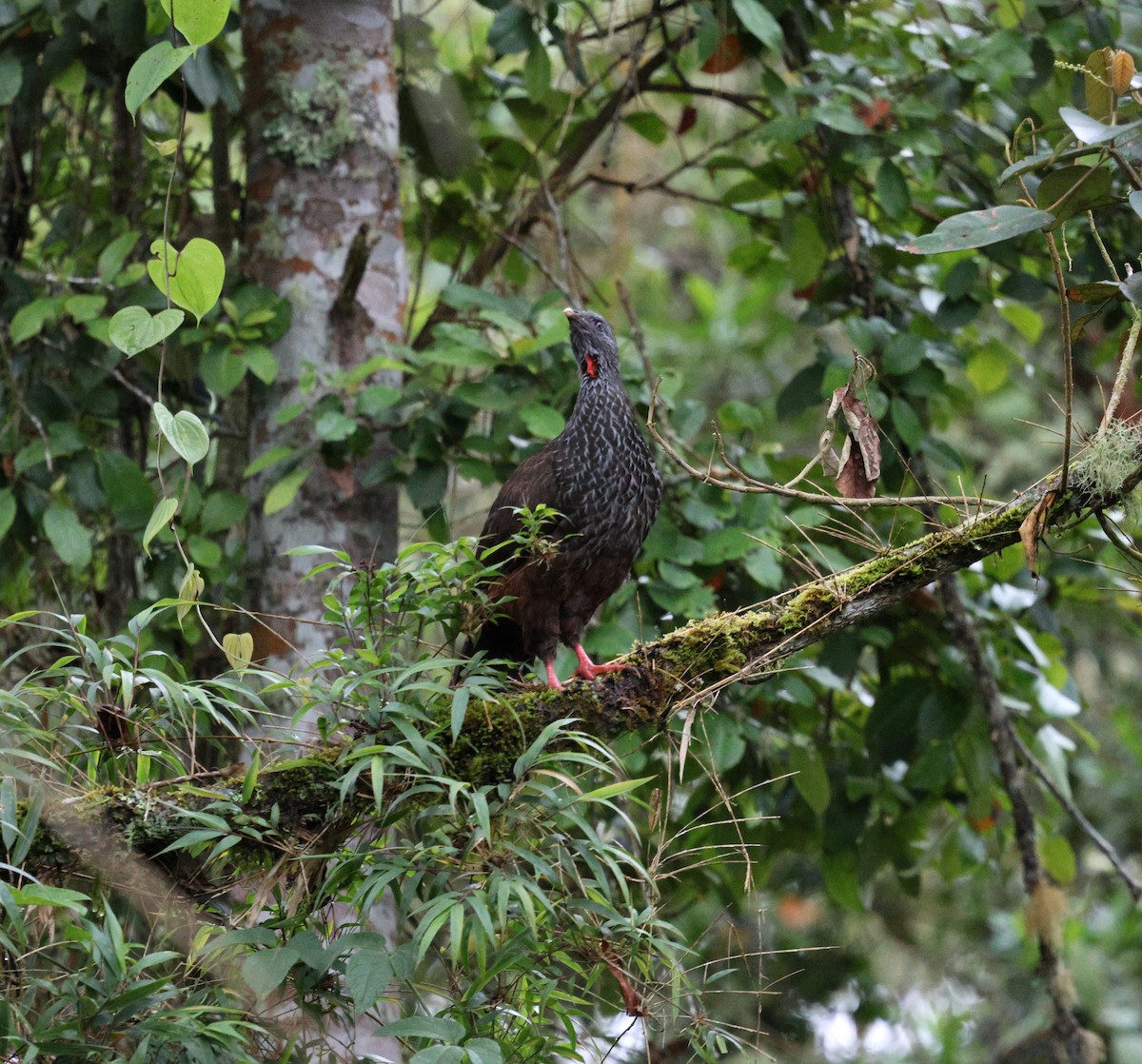 Andean Guan - ML645713676