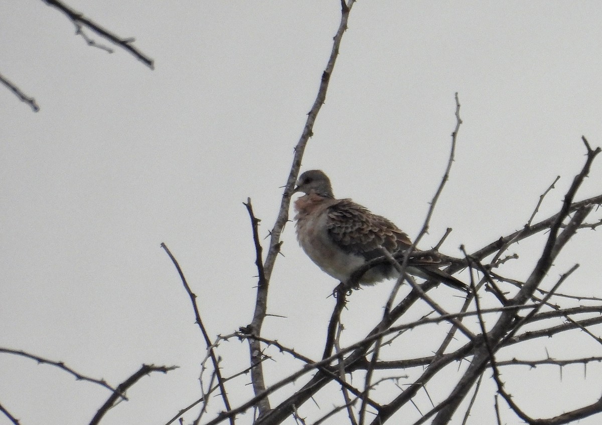 Büyük Üveyik - ML645713691