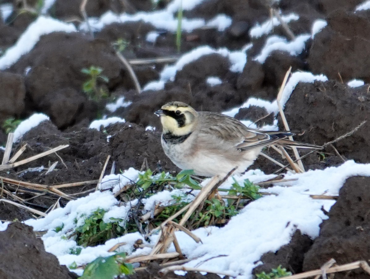 Horned Lark (Shore) - ML645713710