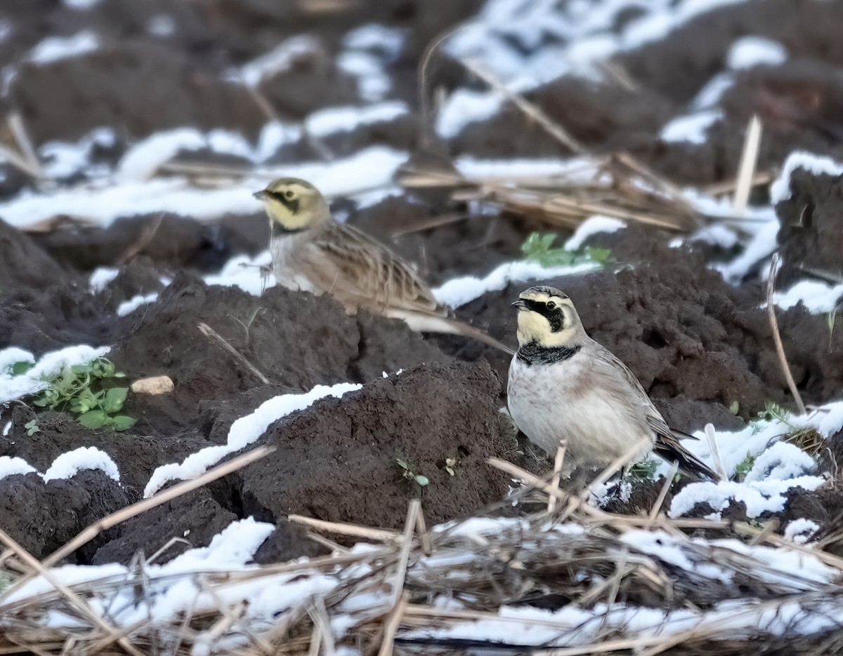 Horned Lark (Shore) - ML645713711