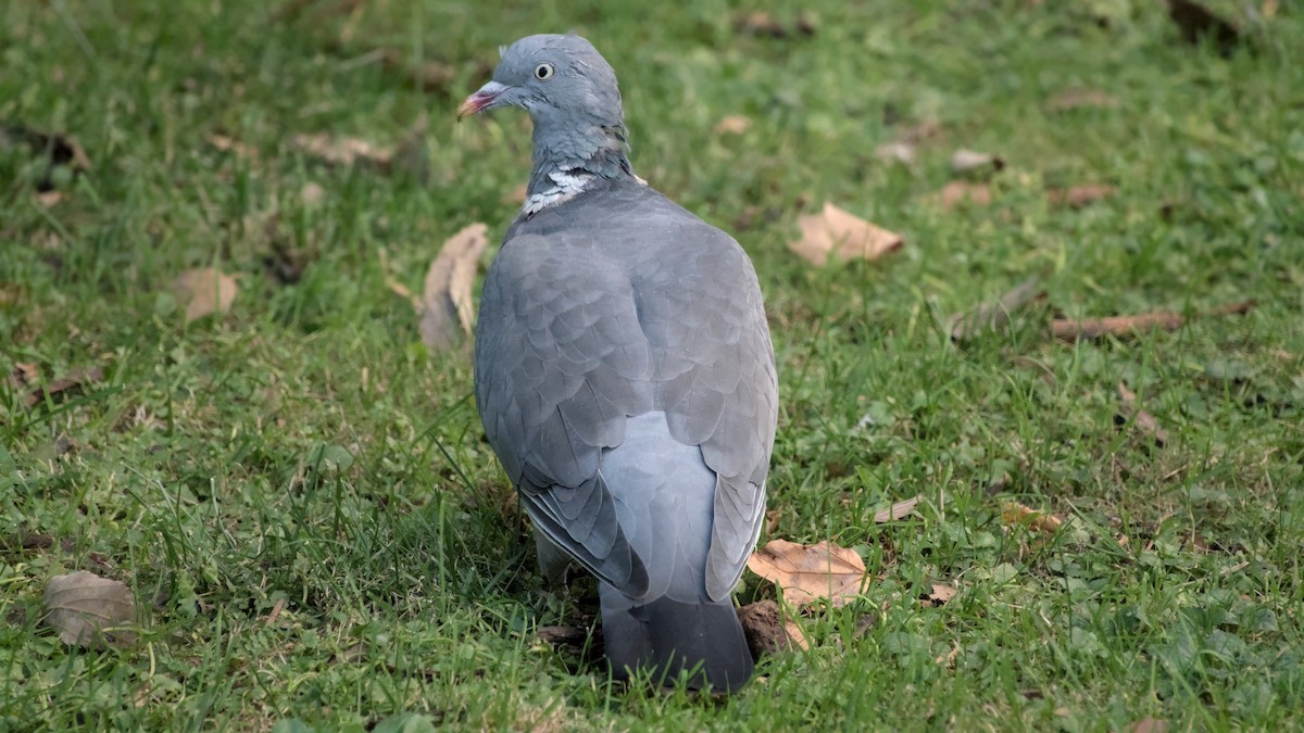 holub hřivnáč - ML645713713