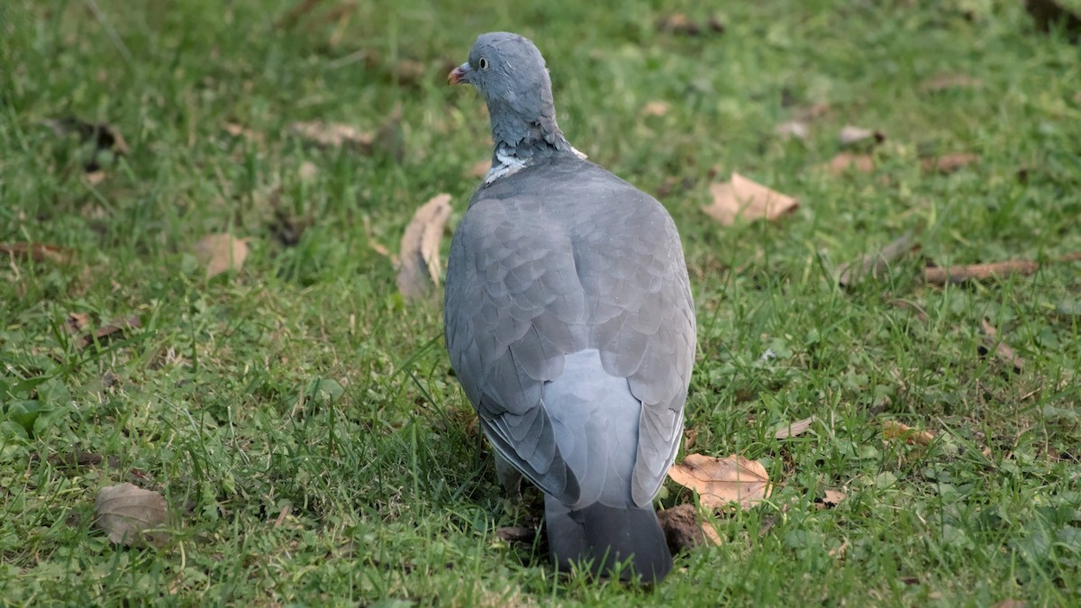 holub hřivnáč - ML645713714