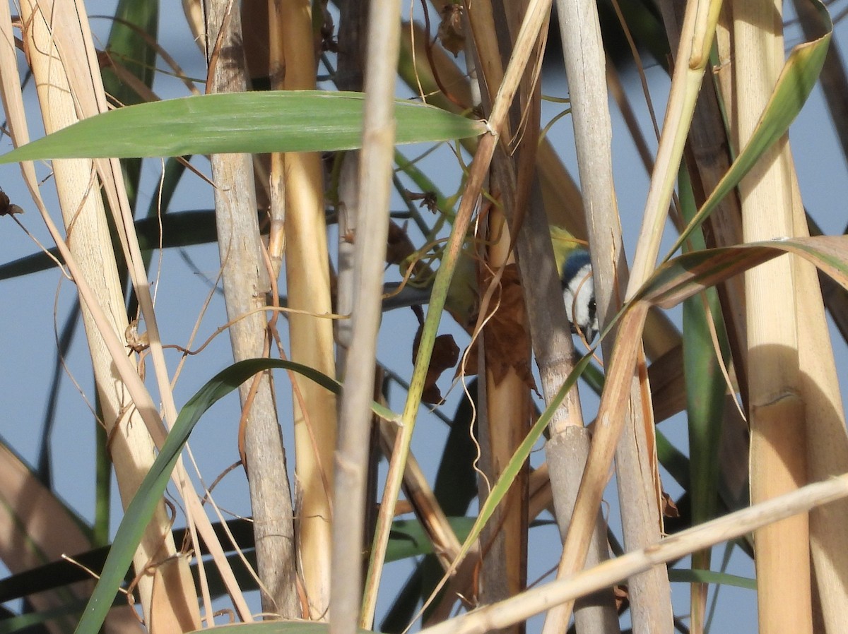 Eurasian Blue Tit - ML645713715