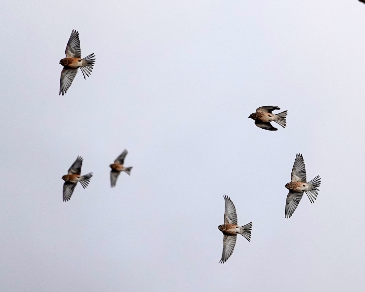 Eurasian Linnet - ML645713716