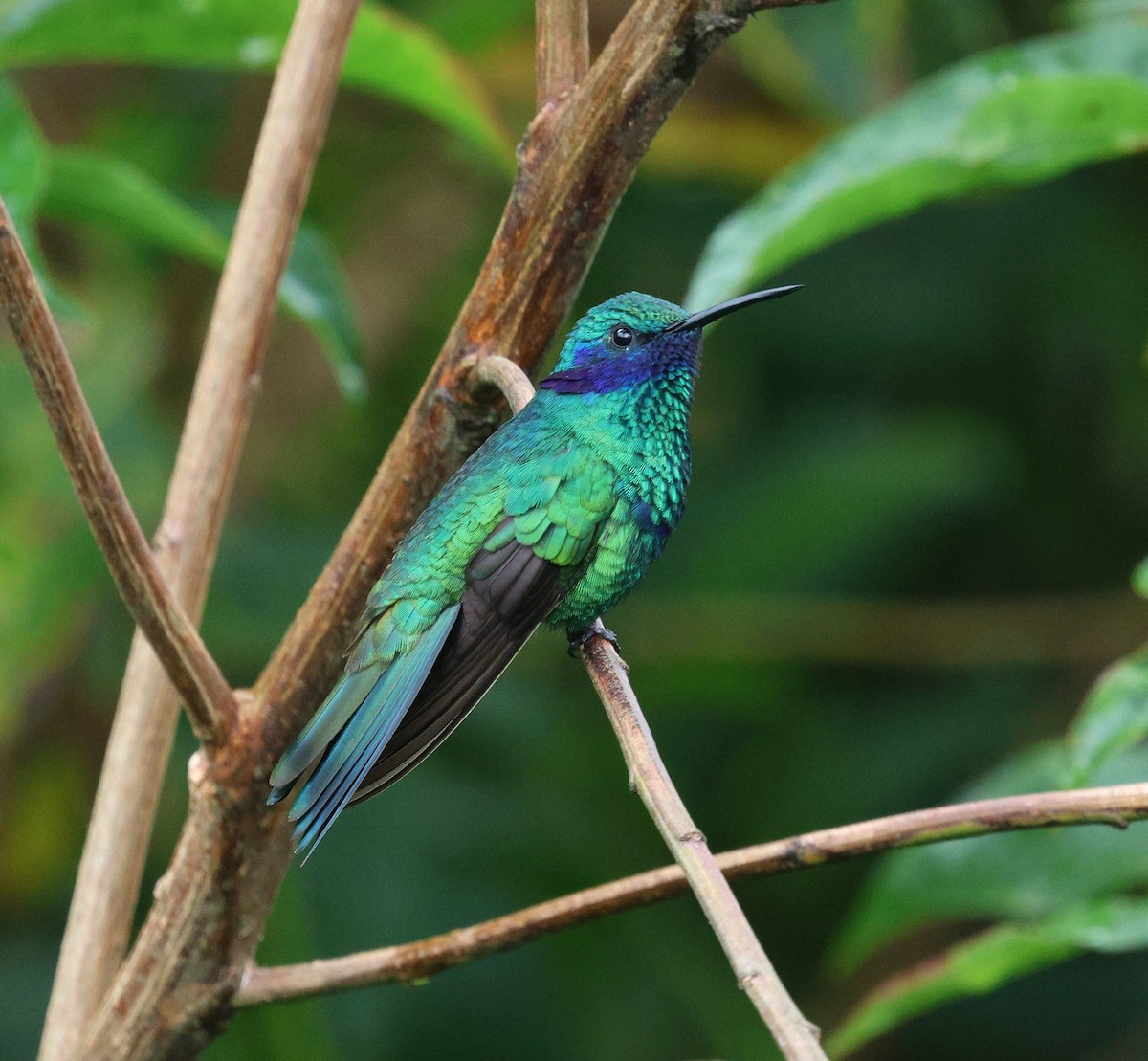 fiolørekolibri - ML645713723