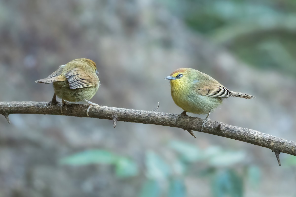 smalstripemeistimal - ML645713737