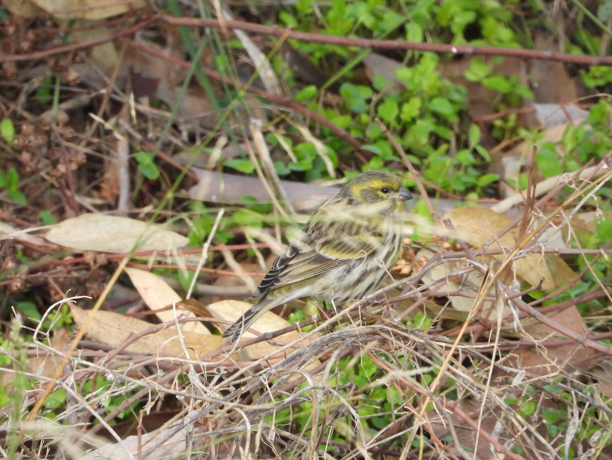 European Serin - ML645713738