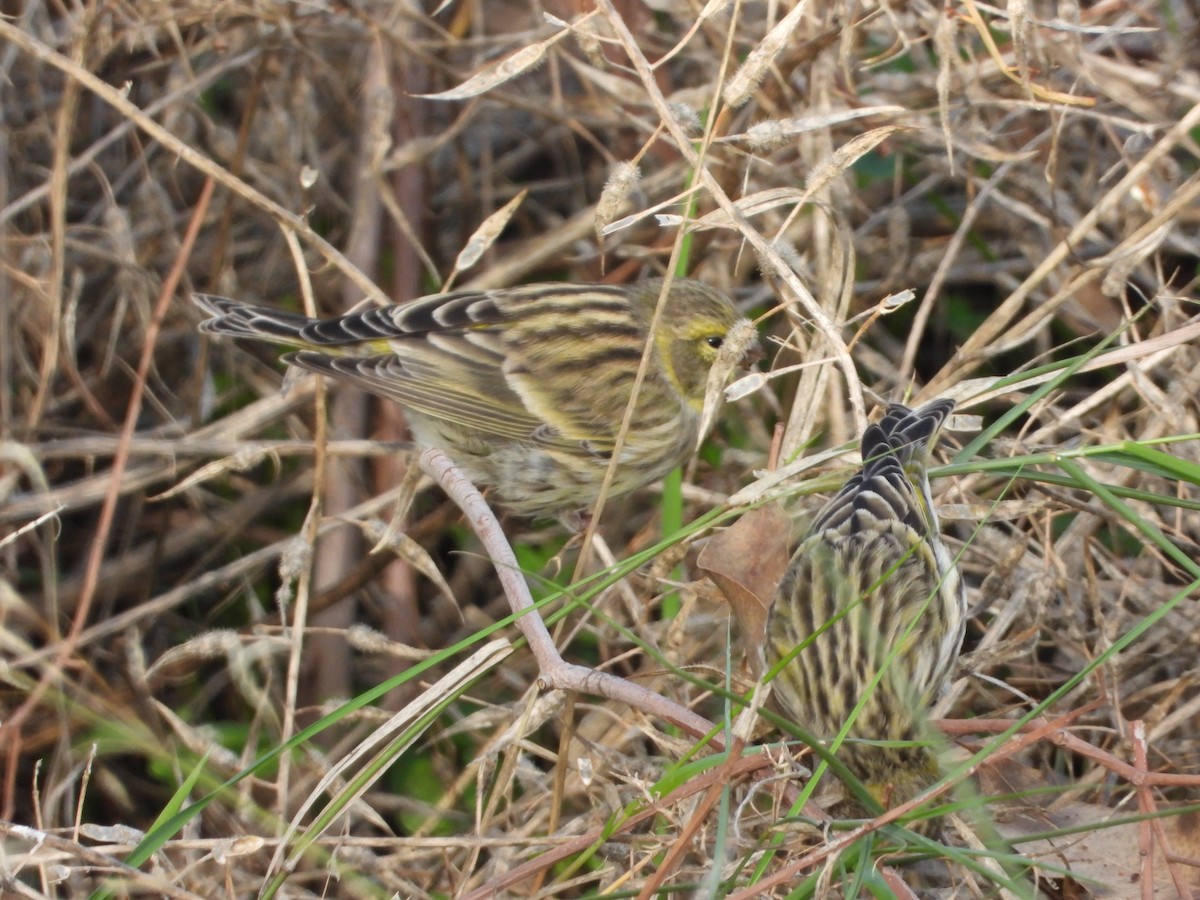 European Serin - ML645713739