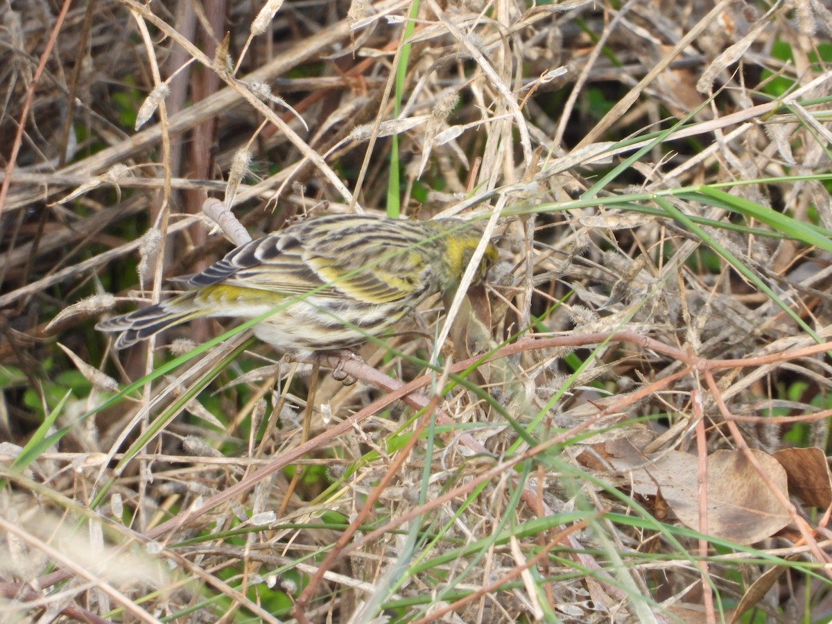 European Serin - ML645713740