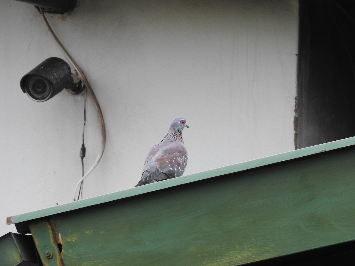 Speckled Pigeon - ML645713746