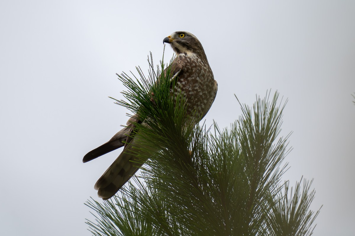 Gray-faced Buzzard - ML645713753