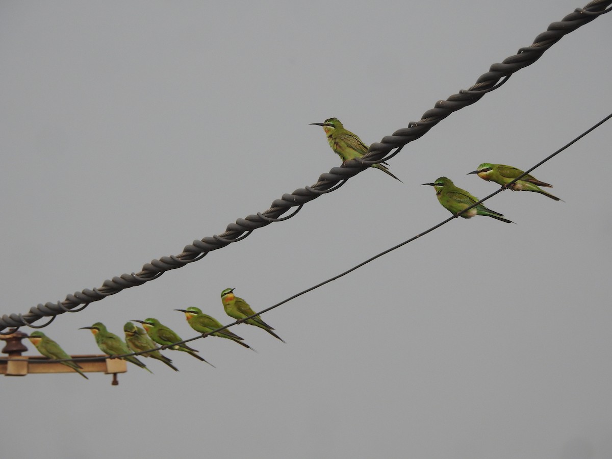 vlha modrolící - ML645713769