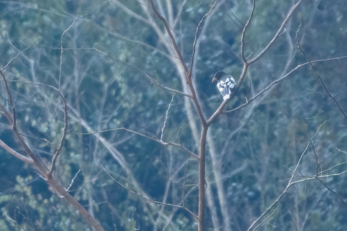 hvitvingeskjære (xanthomelana) - ML645713772