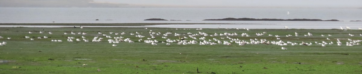 Mediterranean Gull - ML645713784