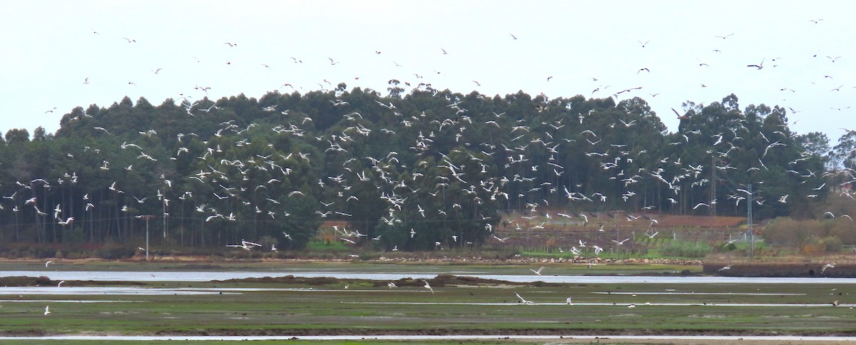 Mediterranean Gull - ML645713787