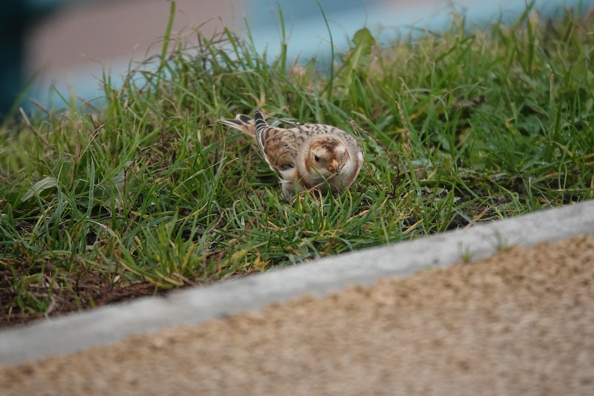 Escribano Nival - ML645713796