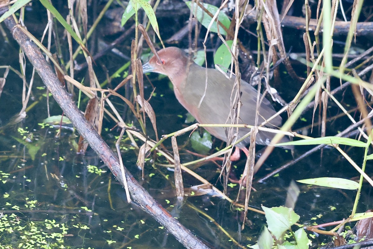 Ruddy-breasted Crake - ML645713822