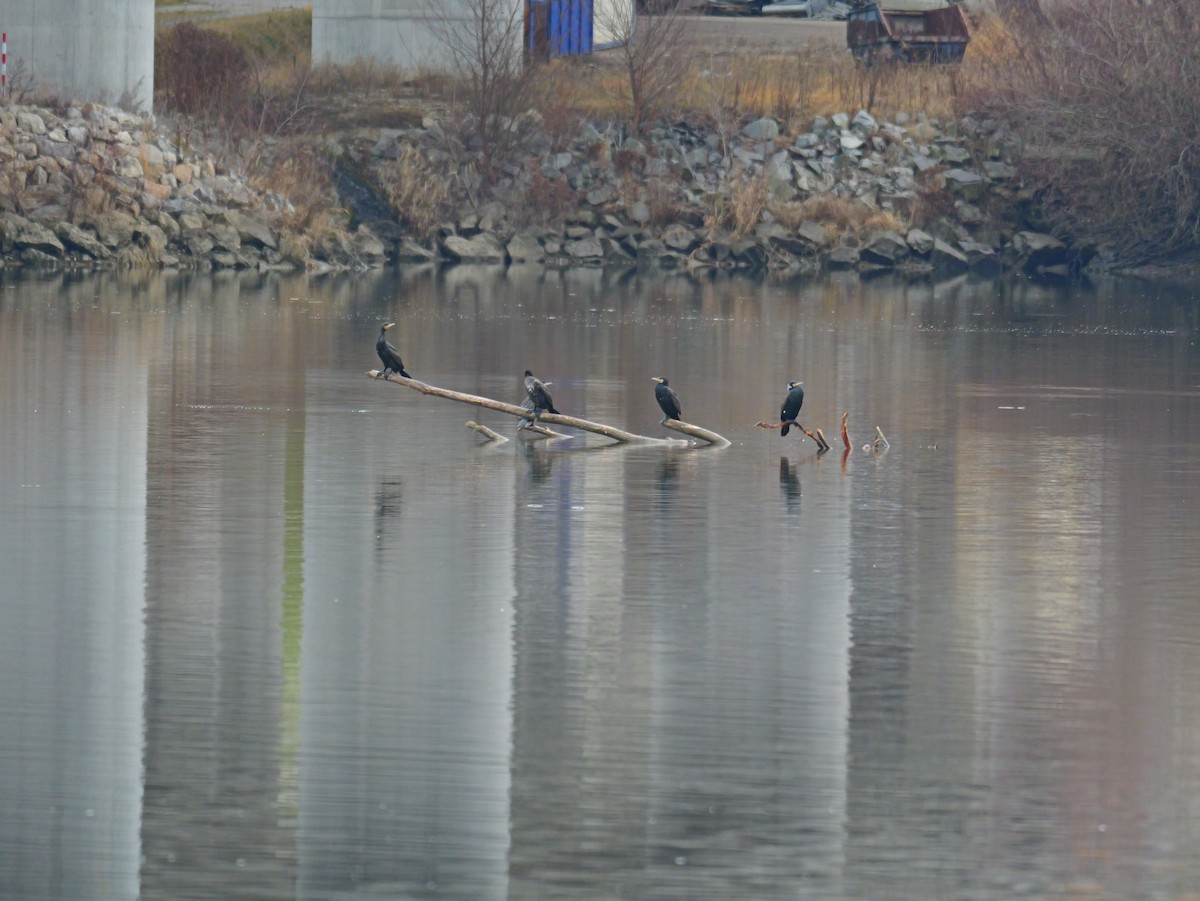 Cormorán Grande - ML645713825