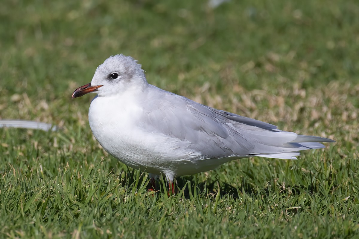 Gaviota Cabecinegra - ML645713826