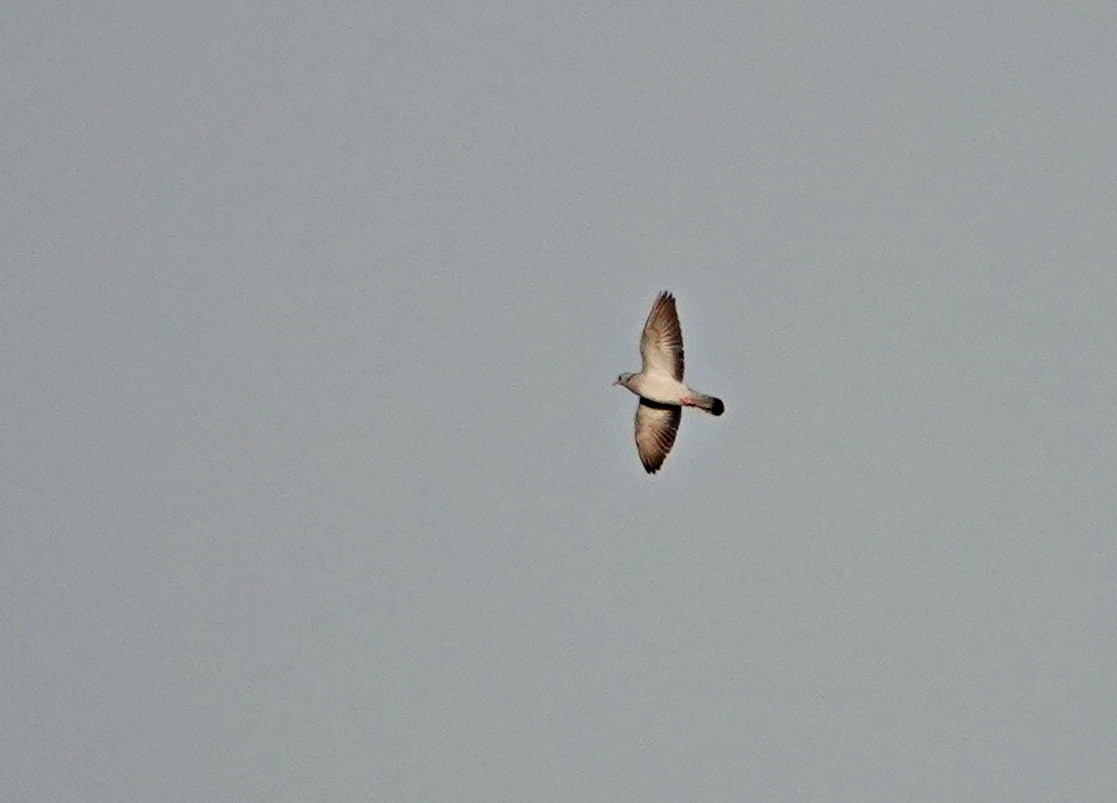 Paloma Zurita - ML645713828