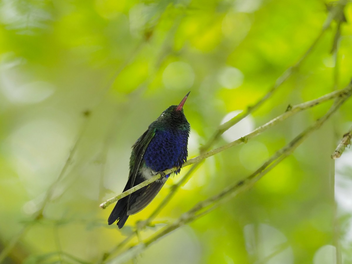 Amazilia Amable - ML645713829