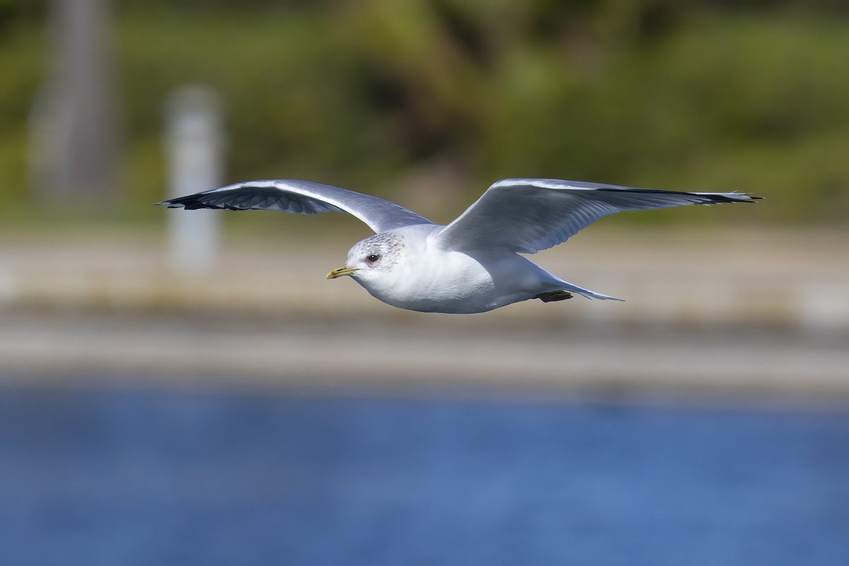 Gaviota Cana - ML645713832