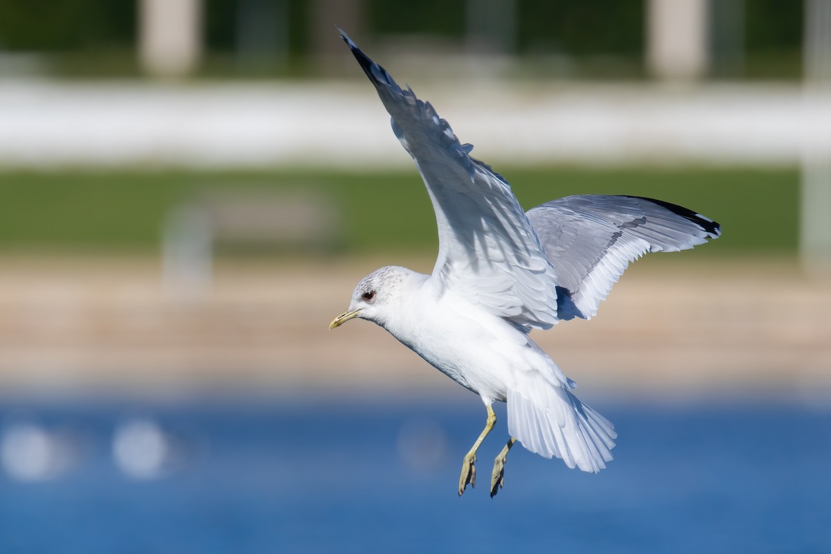 Gaviota Cana - ML645713833