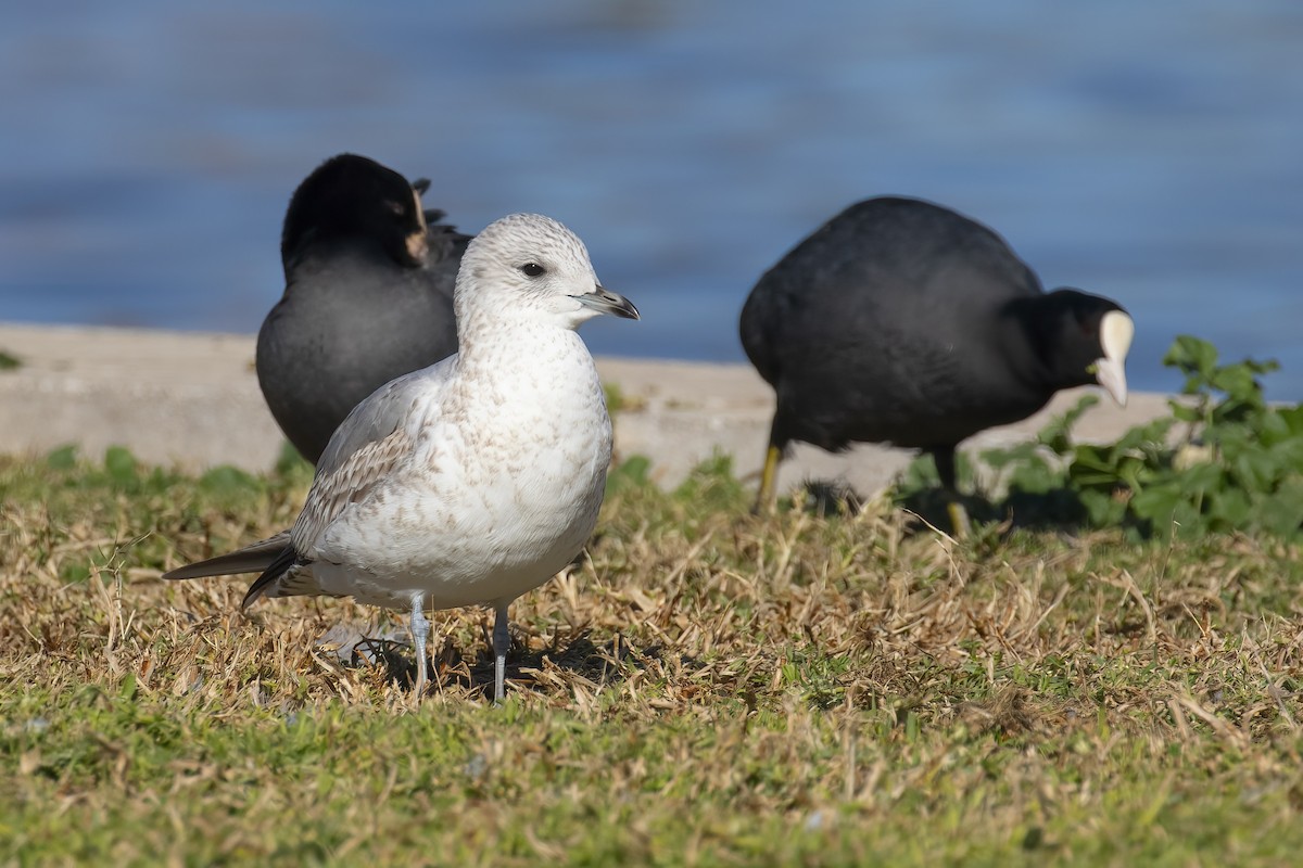 Gaviota Cana - ML645713835