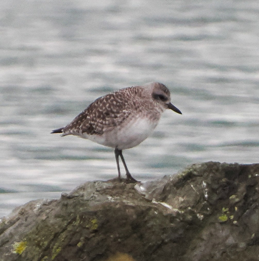 Chorlito Gris - ML645713838
