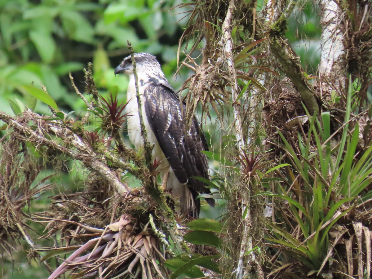 Busardo Dorsigrís - ML645713839