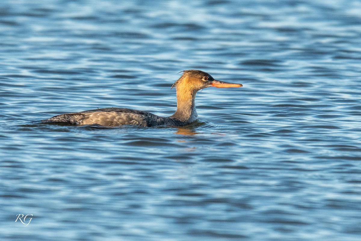 Serreta Mediana - ML645713841