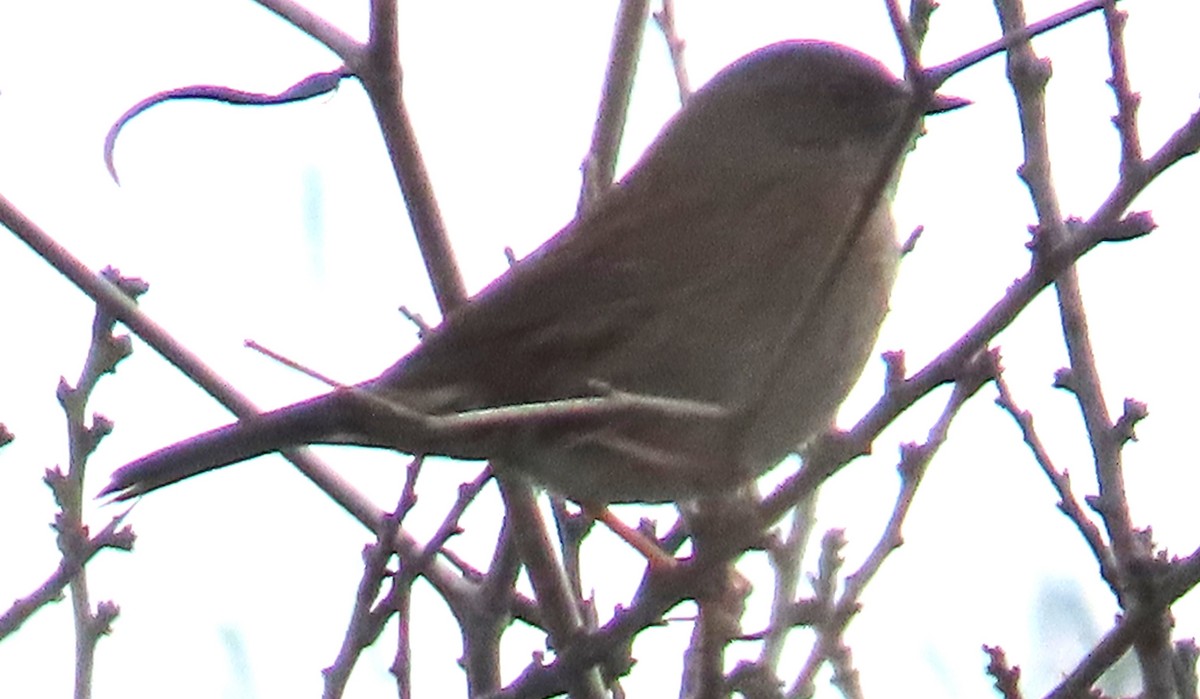 Acentor Común - ML645713842