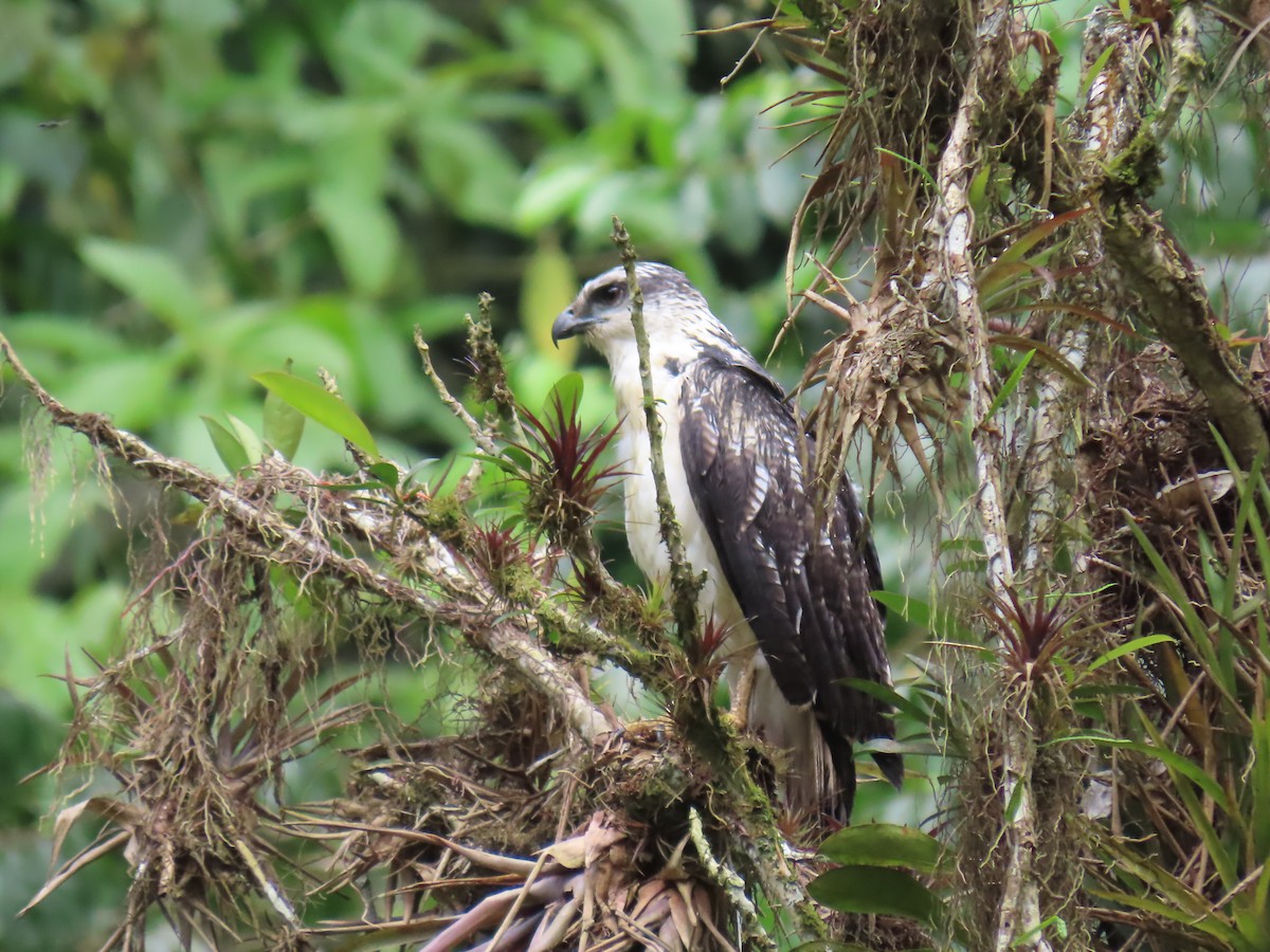 Busardo Dorsigrís - ML645713845