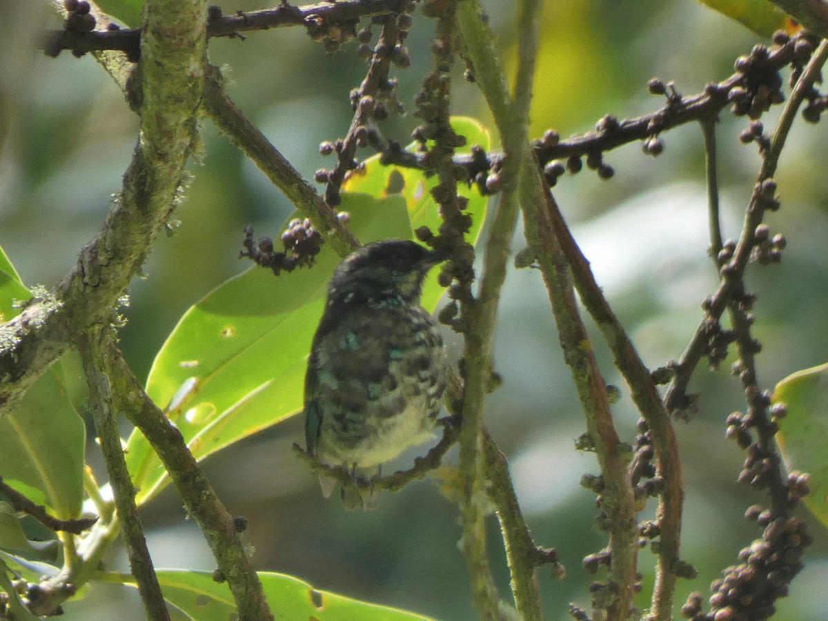 Tangara de Antifaz - ML645713847