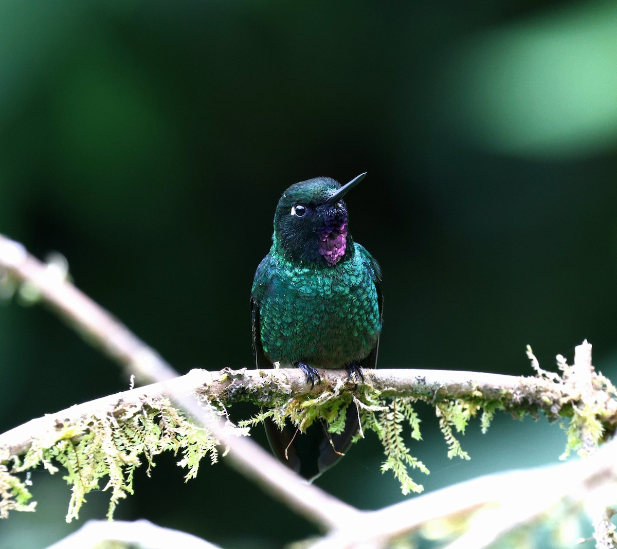 Colibrí Turmalina - ML645713848