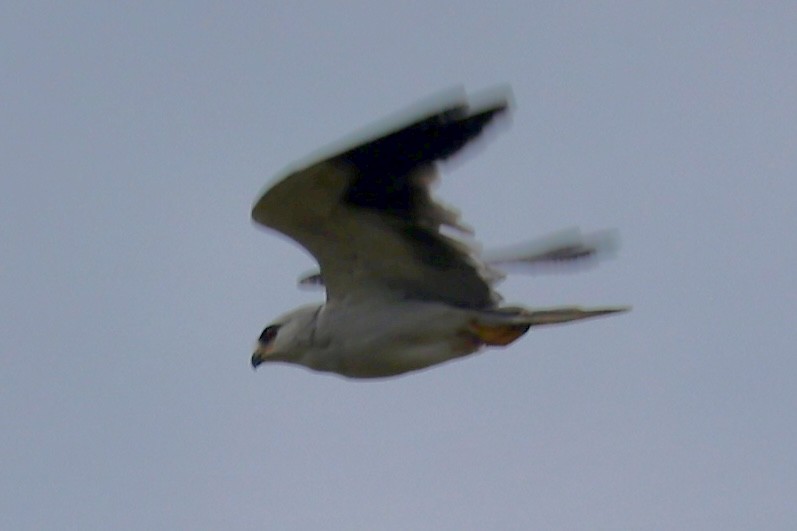 Elanio Común - ML645713849