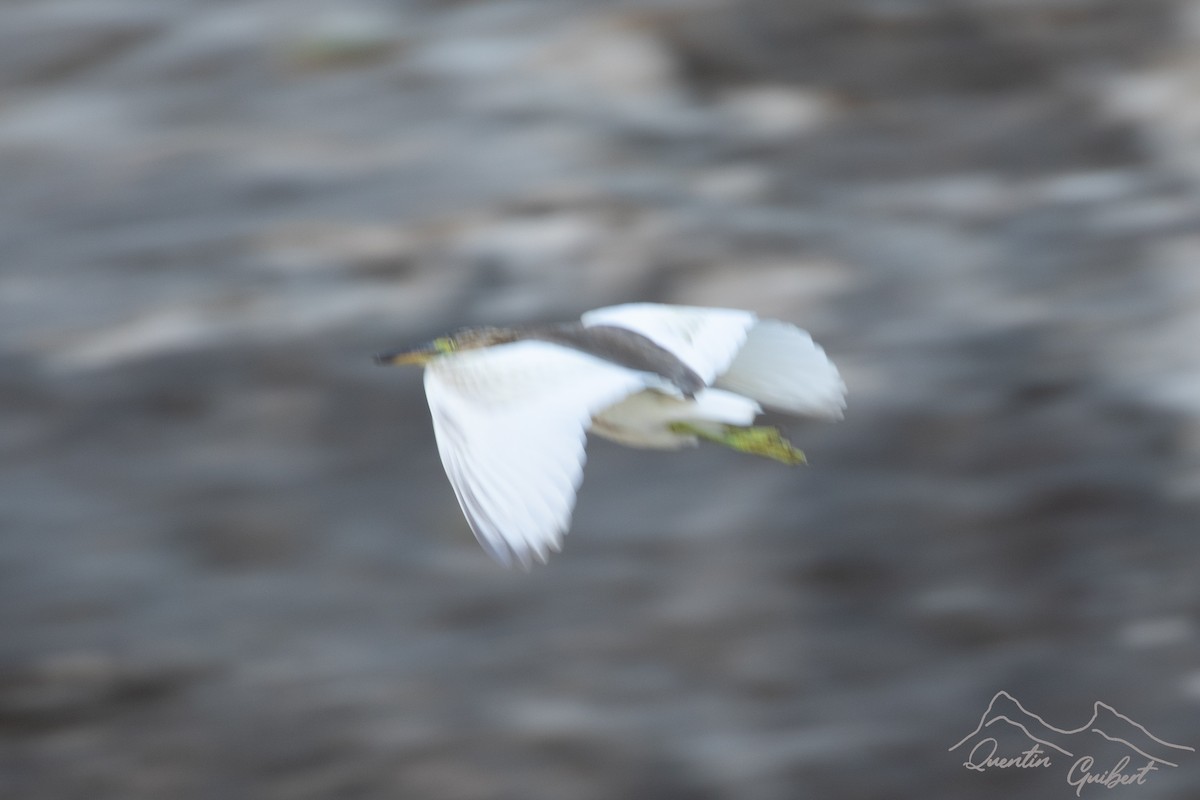 Garcilla India - ML645713850