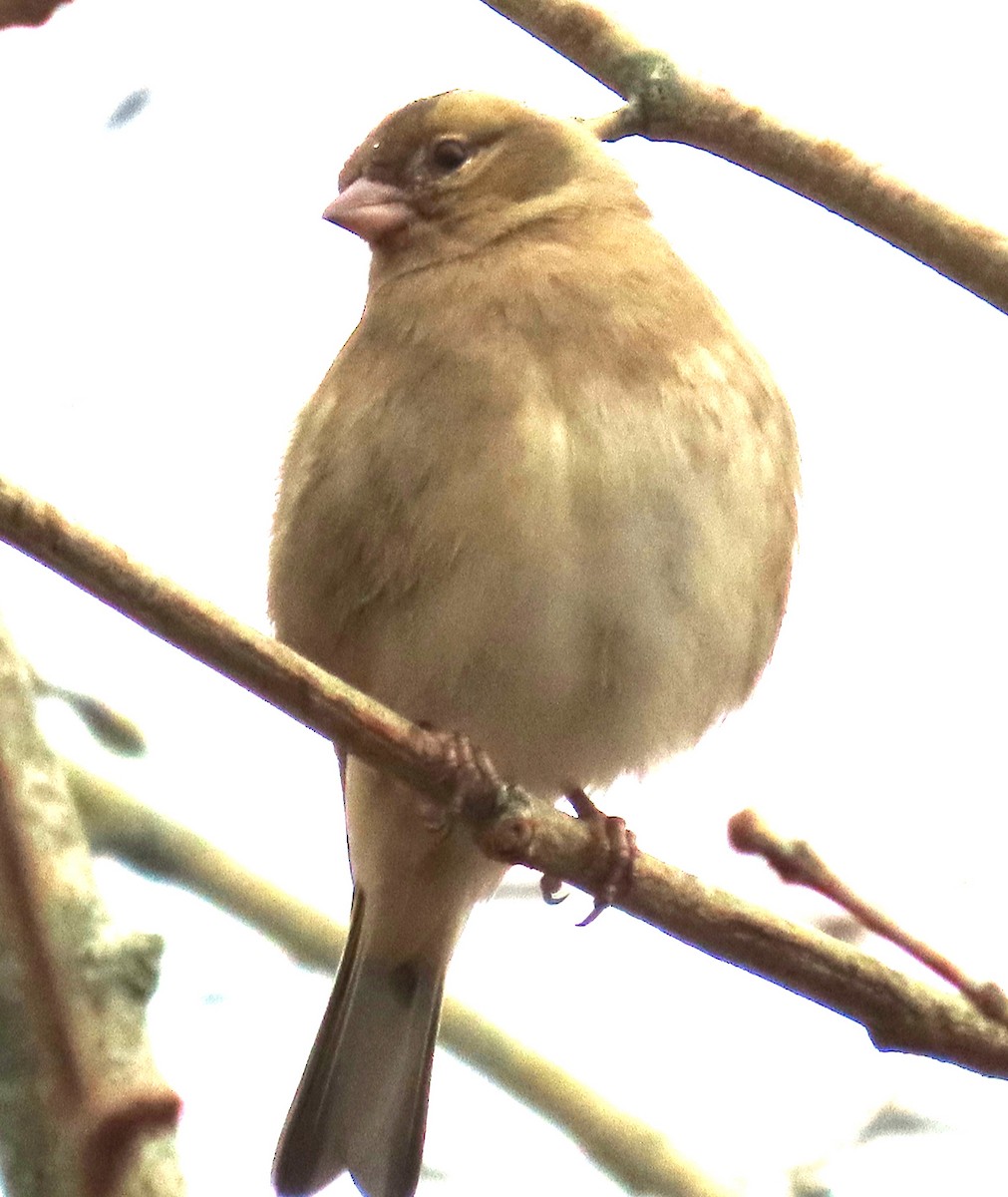 Pinzón Vulgar - ML645713851