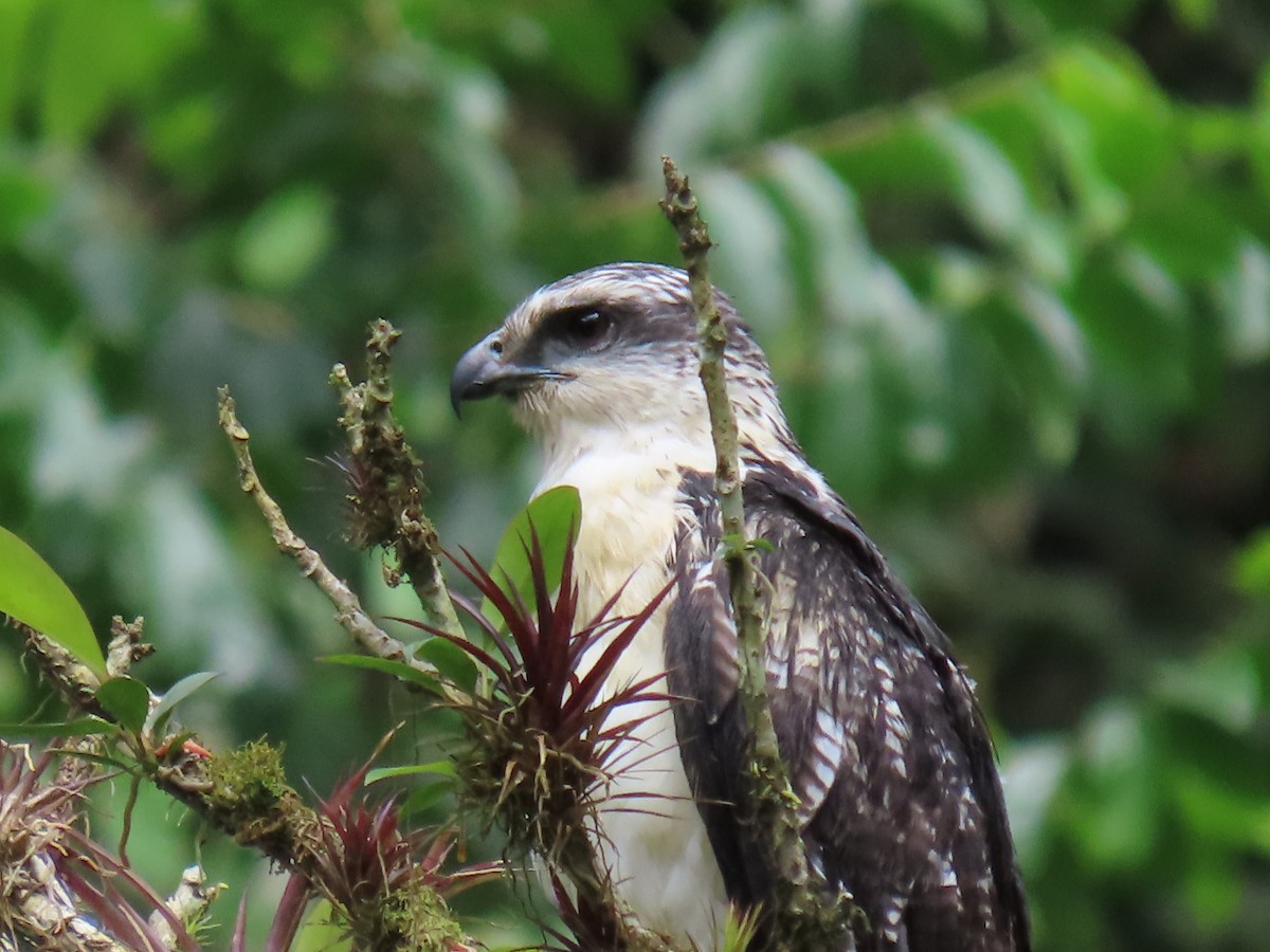 Busardo Dorsigrís - ML645713852