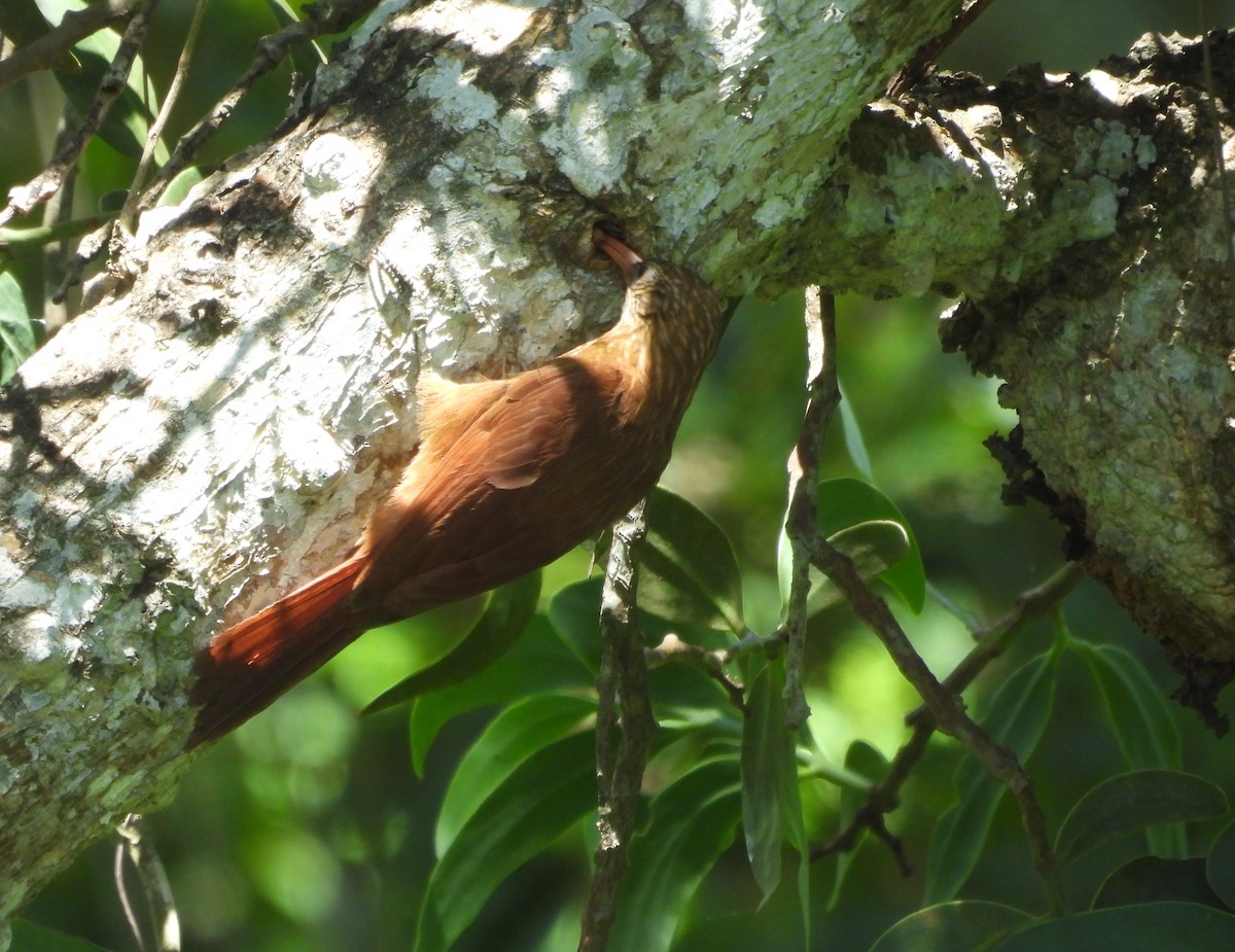 Picoguadaña Piquirrojo - ML645713853